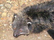 palawan bearcat palawan bearcat