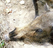 Palawan Bearded Pig bearded pig