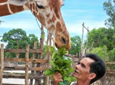 Florentine Feeding Giraffe feeding giraffe