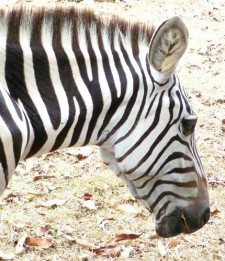 Zebra at Safari Park