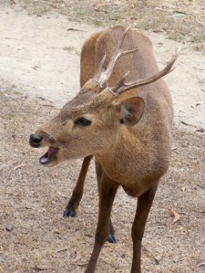 Calamian Deer Calauit Island calamian deer