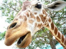 Giraffe at the Safari Park girrafe safari park