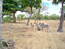 Zebras on Road Safari Park