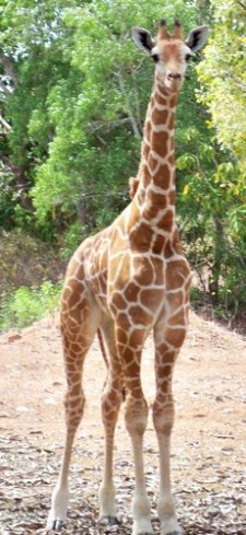Tall Giraffe at Safari Park tall giraffe